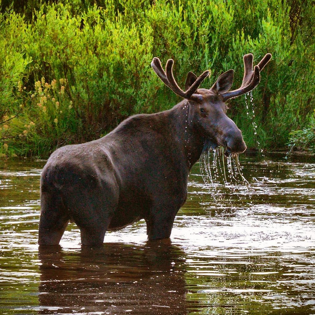 Sawtooth National Forest