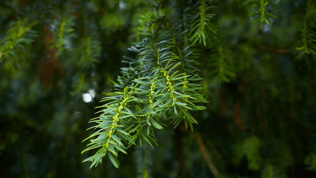 White Mountain National Forest