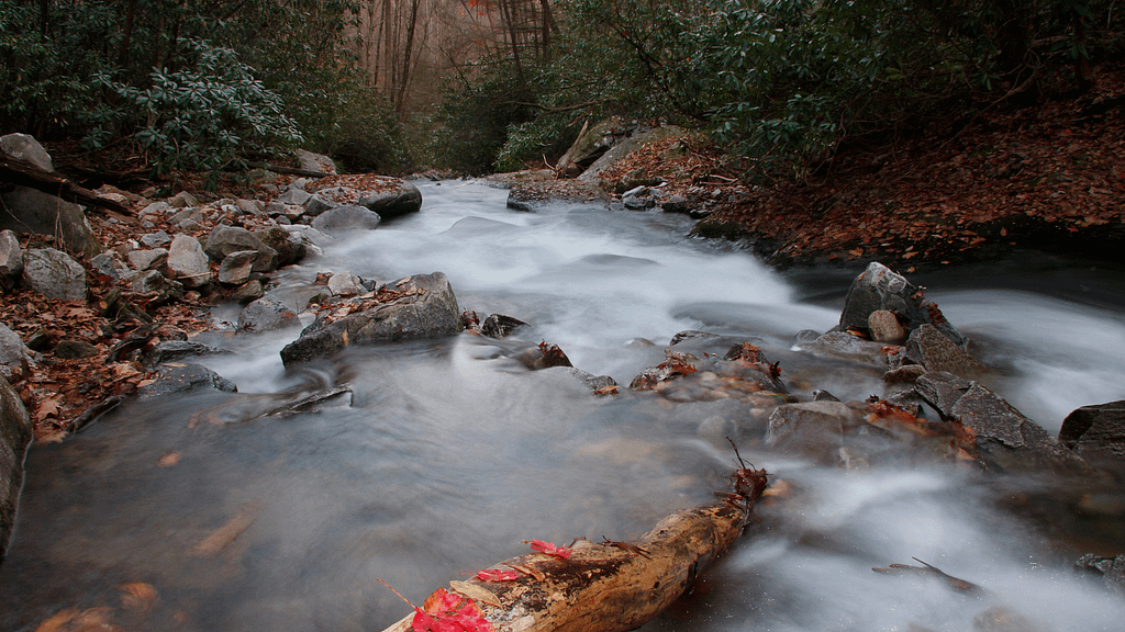 Pisgah National Forest
