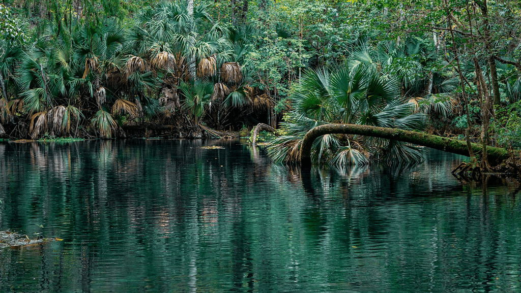 Ocala National Forest