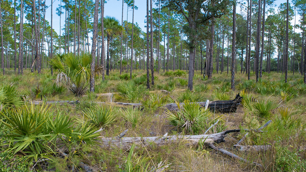 Ocala National Forest