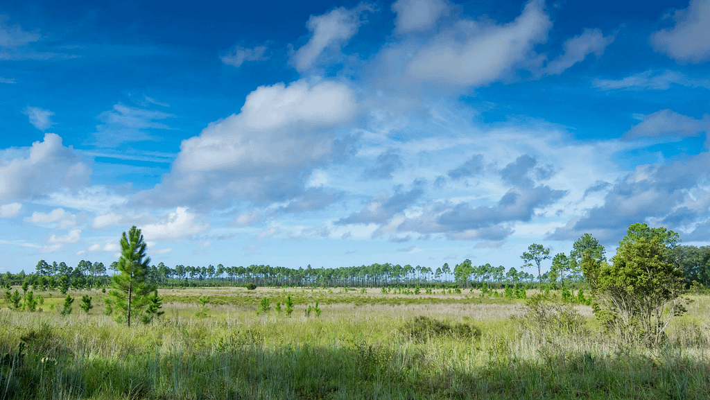 Ocala National Forest