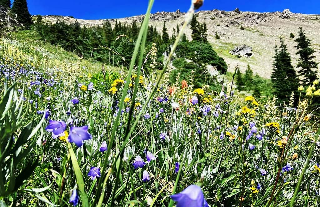 Olympic National Forest