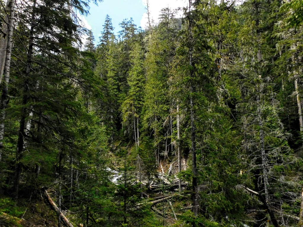 Olympic National Forest