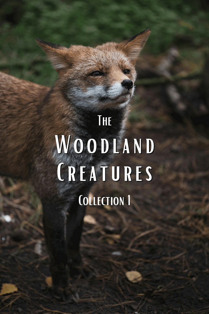 The Woodlands Collection