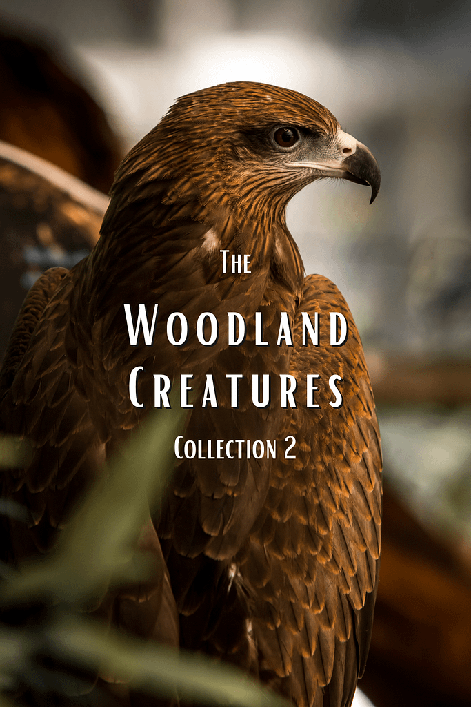 The Woodlands Collection