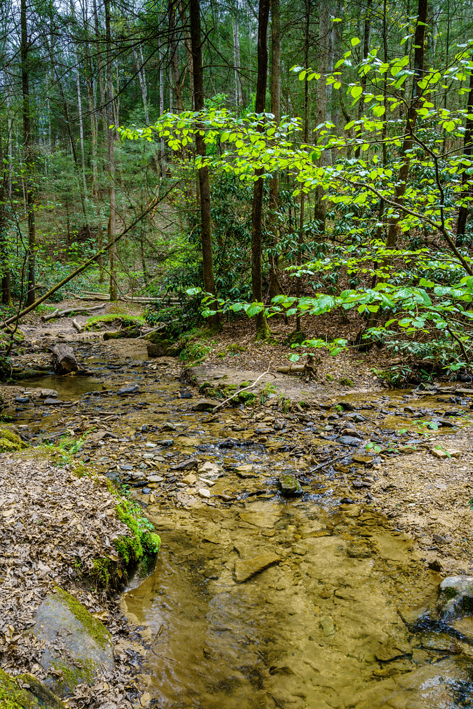 Daniel Boone National Forest