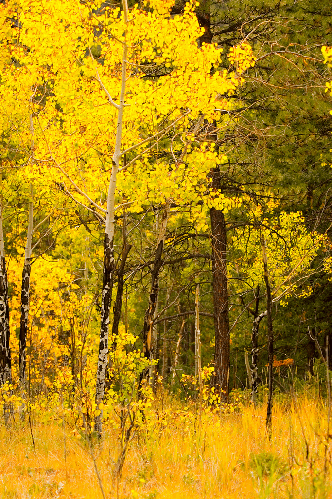 Pike-San Isabel National Forest