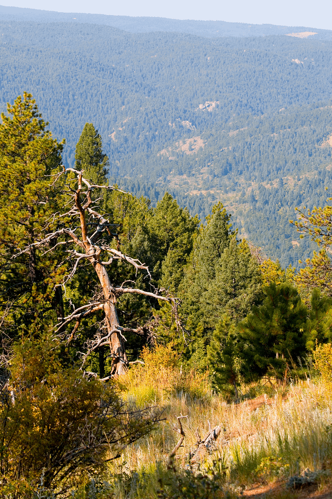 Pike-San Isabel National Forest