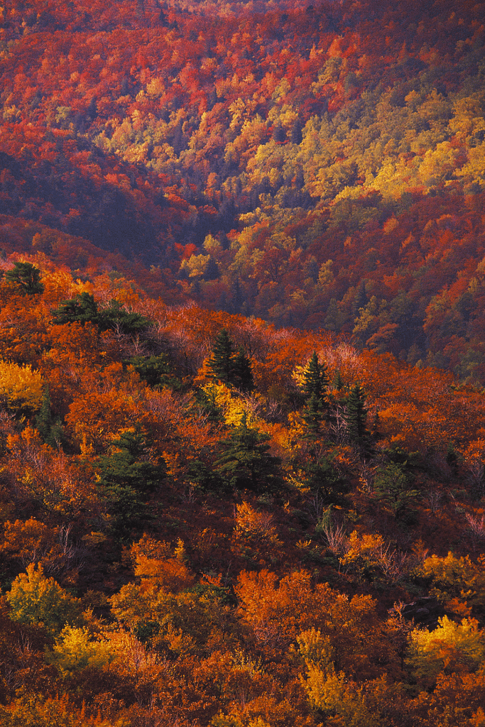 Pisgah National Forest