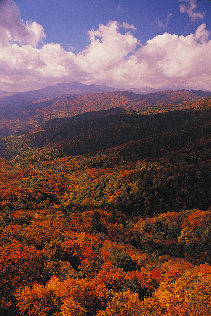 Pisgah National Forest
