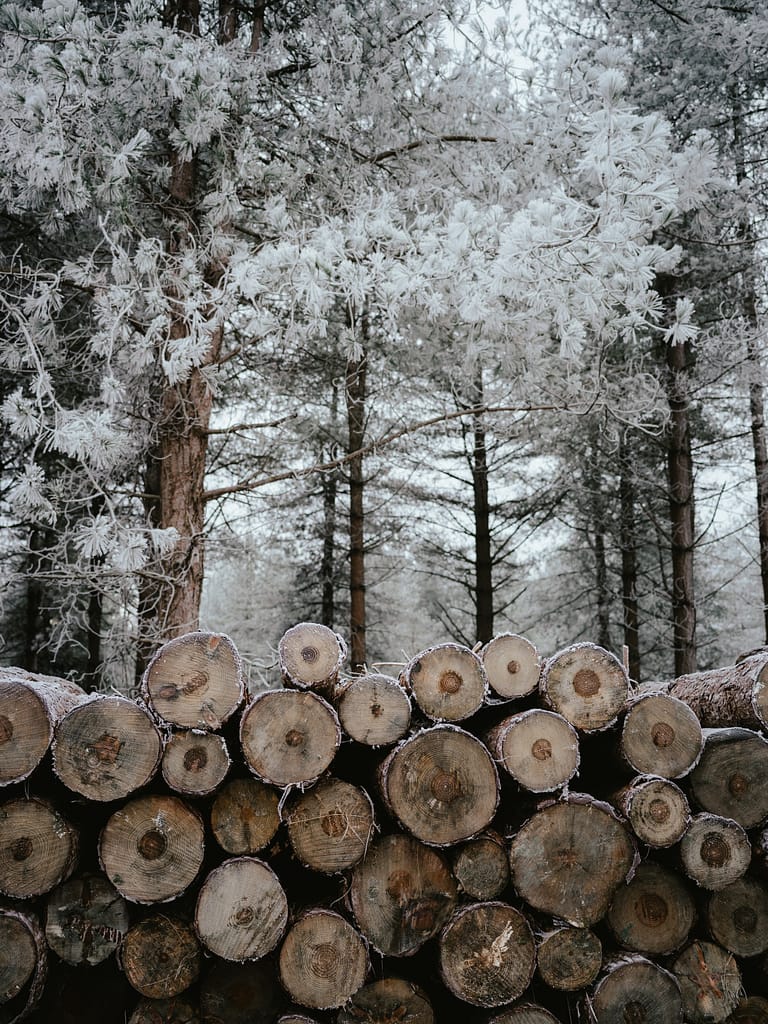 the essence of winter