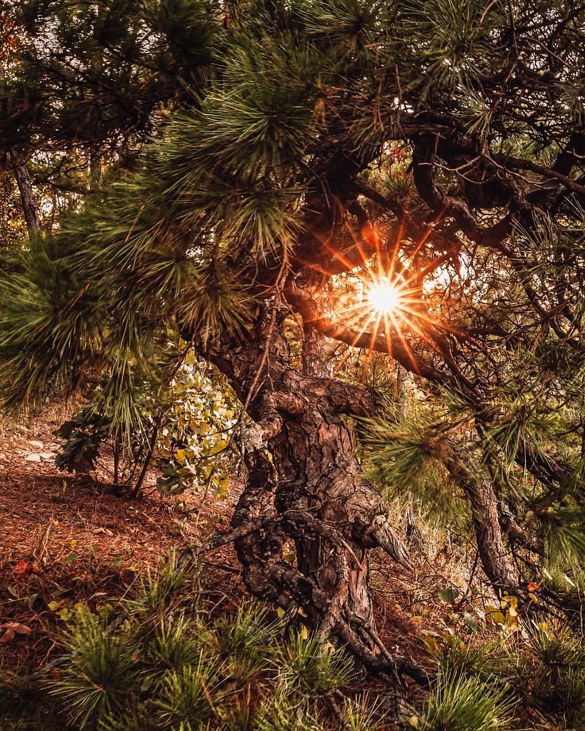 Ouachita National Forest